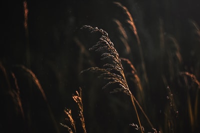 夜间棕色小麦植株照片